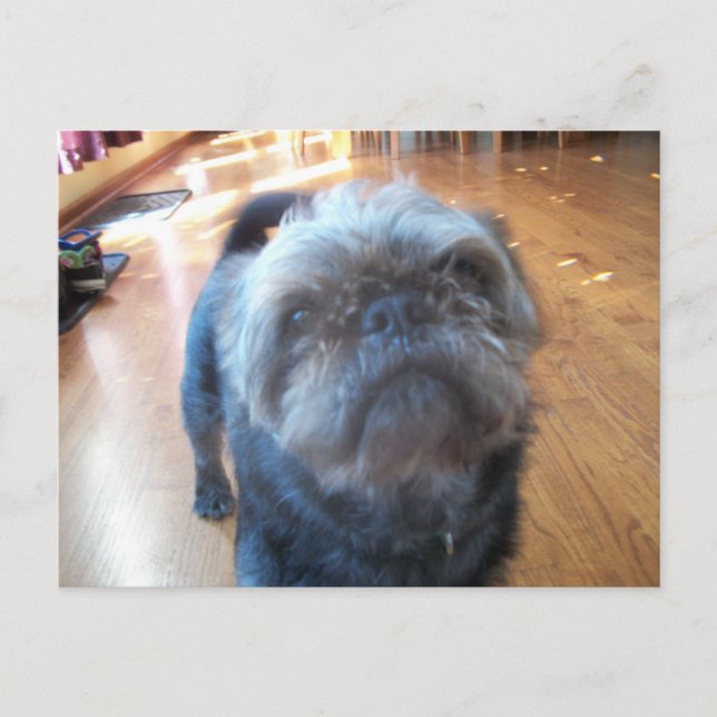 Cartão Postal Bruxelas Griffon (Frente)