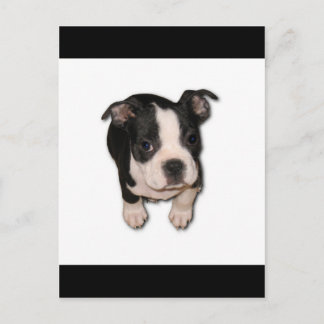 Cartão Postal BTpup