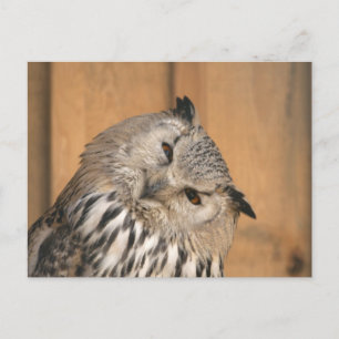 Cartão Postal Bubo bubo sibiricus