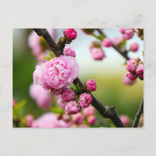 Cartão Postal Buchas de Flor de Cereja Rosa