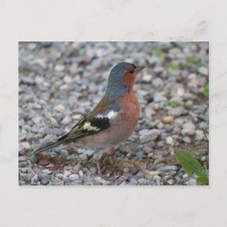 Cartão Postal Buchfink chaffinch