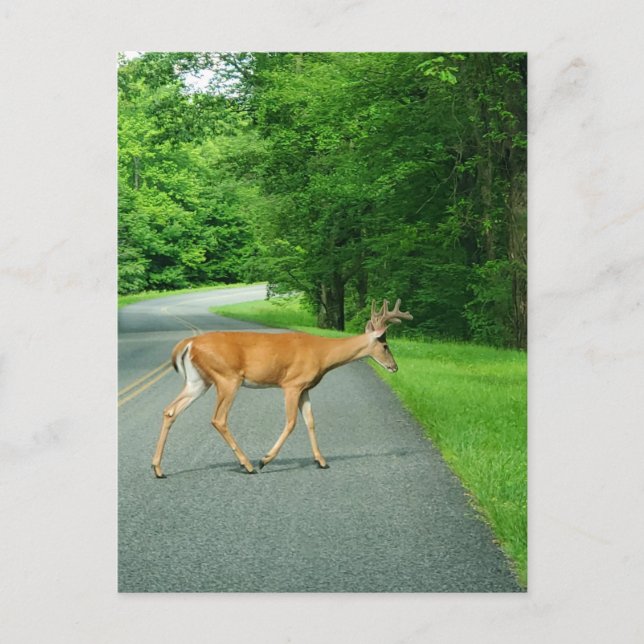 Cartão Postal Buck Cruzando a Estrada (Frente)
