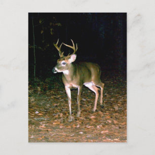 Cartão Postal Buck Deer de cauda branca