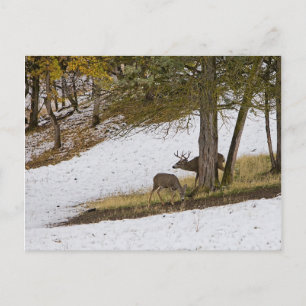 CARTÃO POSTAL BUCK E DOE