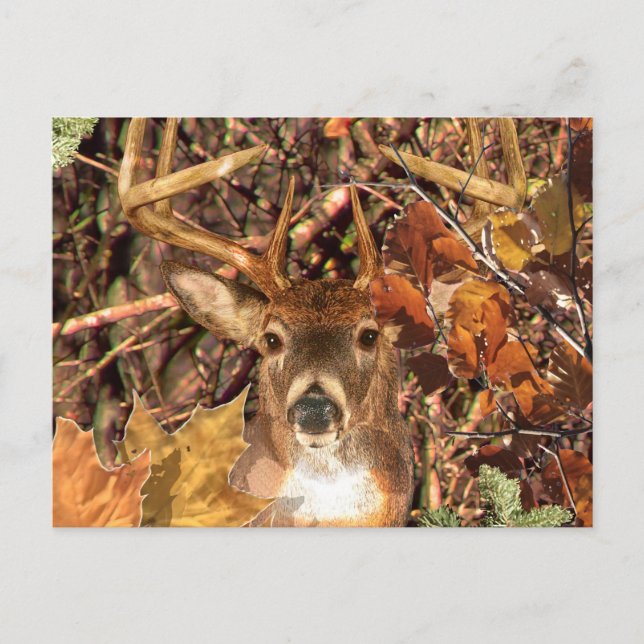 Cartão Postal Buck em Hunter Camo White Tail Deer (Frente)