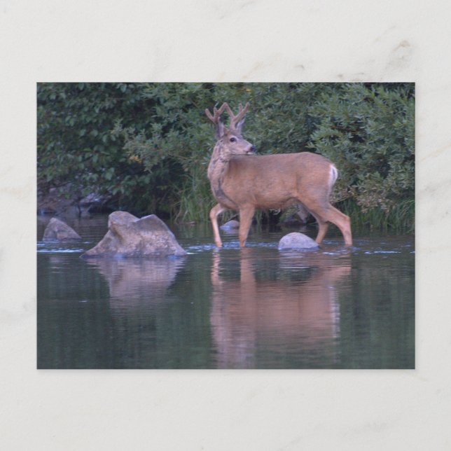 Cartão Postal Buck Mule Deer em Velvet Morning (Frente)
