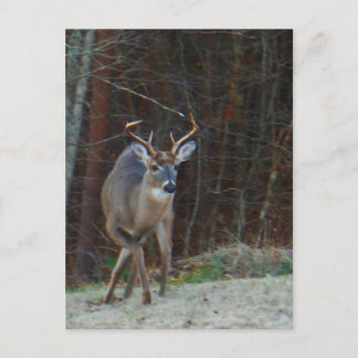 Cartão Postal Buck Stag Deer, marcando seu chão
