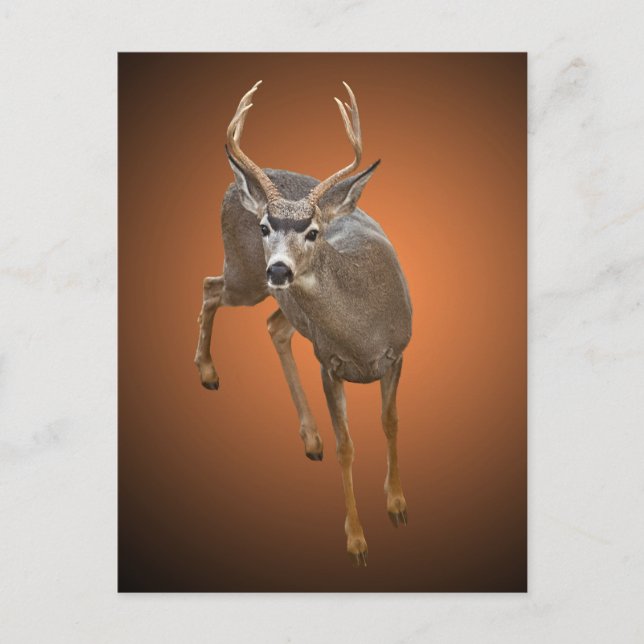 CARTÃO POSTAL BUCK STOPS AQUI (Frente)