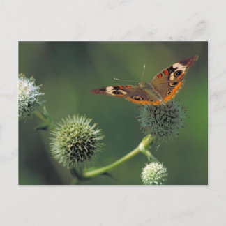 Cartão Postal Buckeye Butterfly