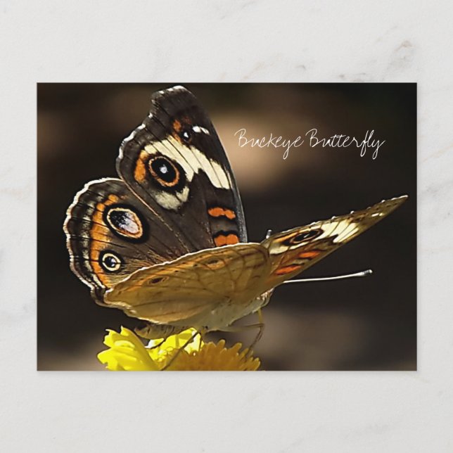 Cartão Postal Buckeye Butterfly em uma flor amarela com texto (Frente)