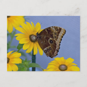 Cartão Postal Buckeye Butterfly na margarida amarela