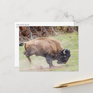 Cartão Postal Bucking Bison Yellowstone NP