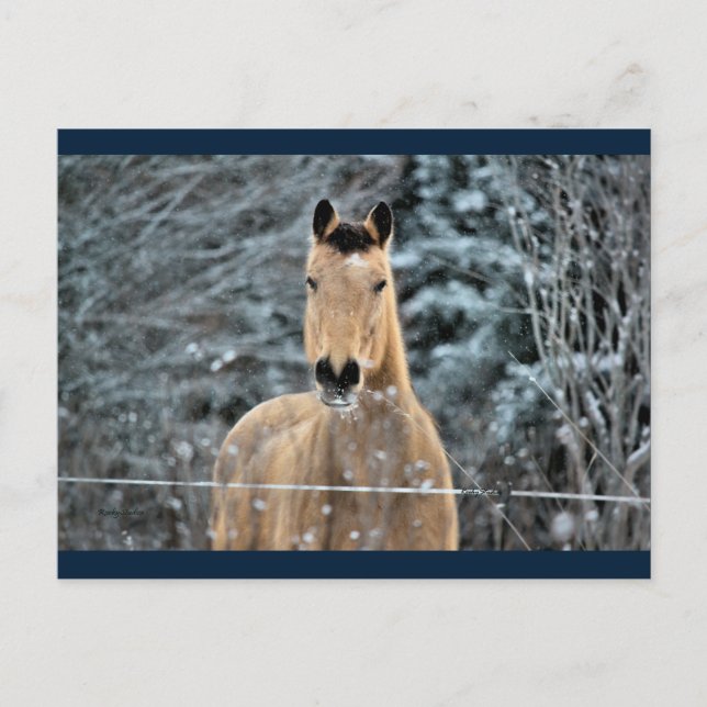 Cartão Postal Buckskin Horse Winter (Frente)