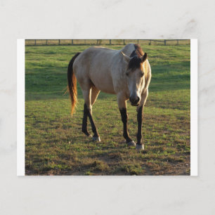 Cartão Postal Buckskin Mare
