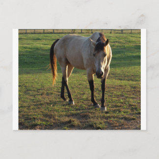 Cartão Postal Buckskin Mare