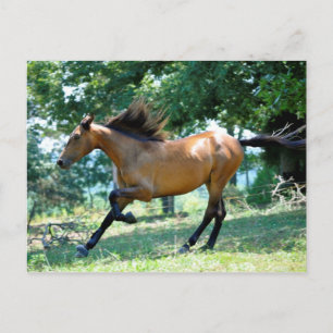 Cartão Postal Buckskin Morgan Horse