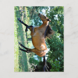 Cartão Postal Buckskin Morgan Horse