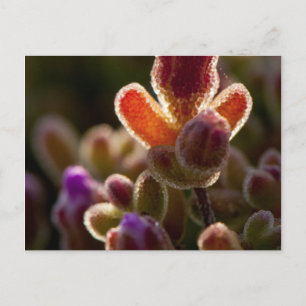 Cartão Postal Bud De Flor Suculento Colorido Com Rim