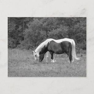 Cartão Postal Buddy, s