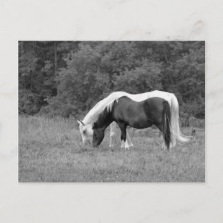 Cartão Postal Buddy, s