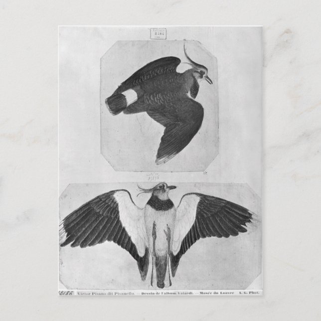 Cartão Postal Budgerigars, o do álbum de Vallardi (Frente)