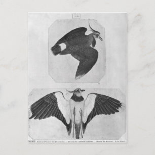 Cartão Postal Budgerigars, o do álbum de Vallardi