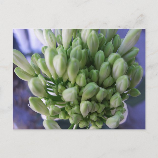 Cartão Postal Buds White Allium (Frente)