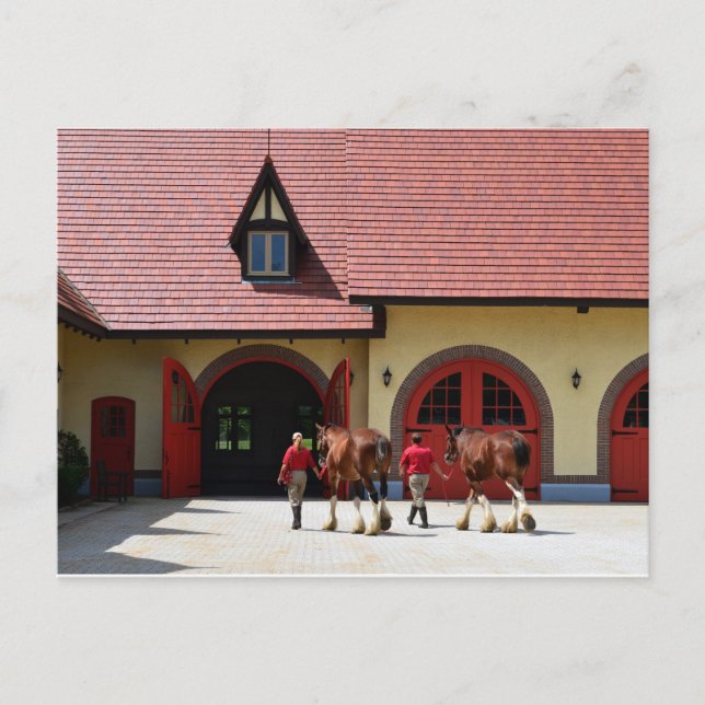Cartão Postal Budweiser Clydesdale Horses em New Hampshire (Frente)