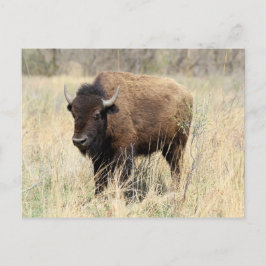 Cartão Postal Búfala no Flint Hills, Kansas