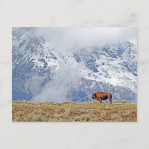 Cartão Postal Búfalo Americano Alto nos Tetons Observando Nuvem