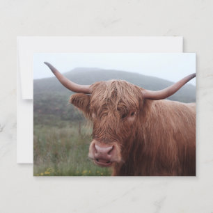 Cartão Postal Búfalo-marrom em Duirinish, Reino Unido