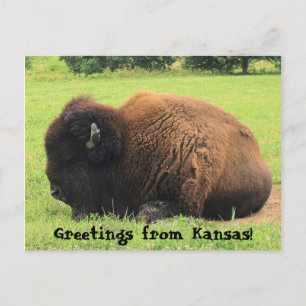 Cartão Postal búfalo, saudações do Kansas!