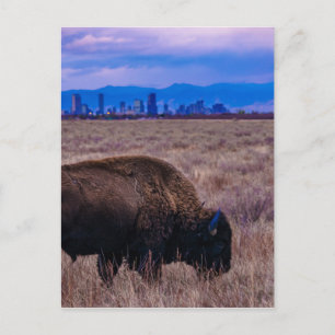 Cartão Postal Búfalos em Denver, Colorado