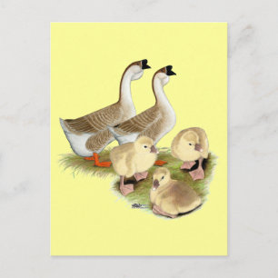 Cartão Postal Buff African Goose Family