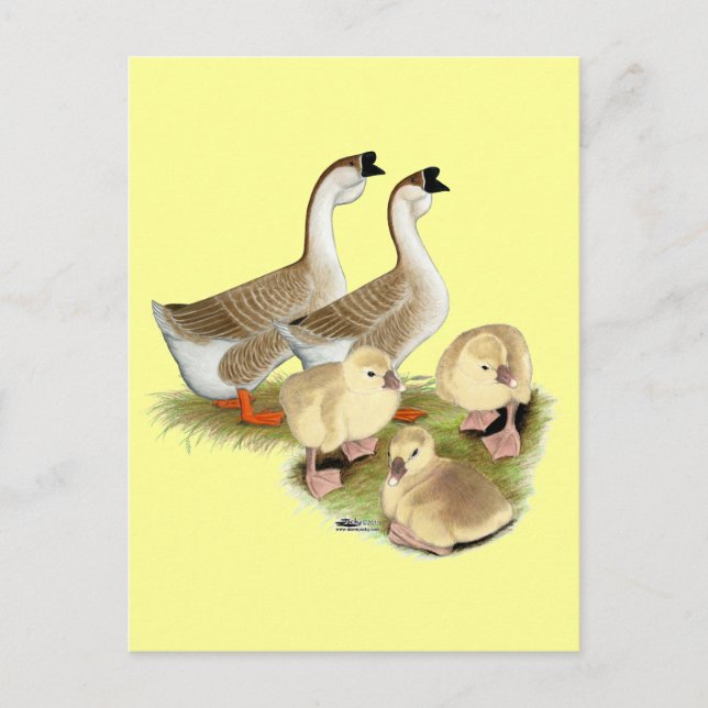 Cartão Postal Buff African Goose Family (Frente)