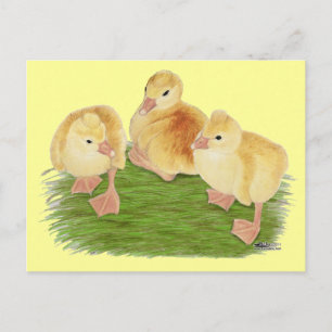 Cartão Postal Buff Goslings Tufted