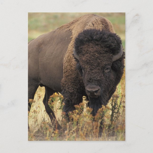 Cartão Postal Buffalo (Frente)