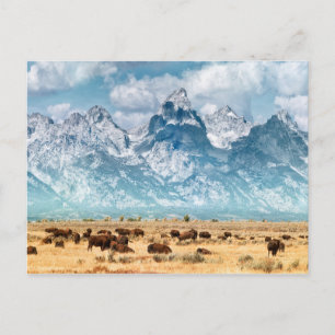Cartão Postal Buffalo Abaixo das Montanhas Grand Teton