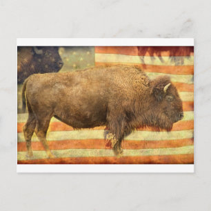 Cartão Postal Buffalo Americano