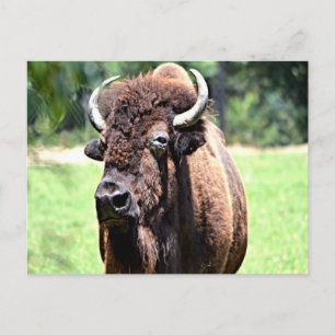 Cartão Postal Buffalo (Bison)