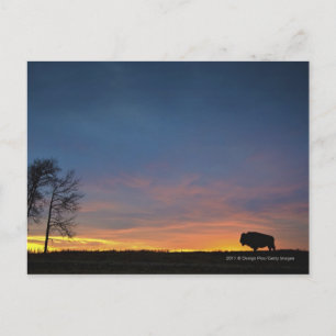 Cartão Postal Buffalo Em Sunset, Parque Nacional Da Ilha De Elk