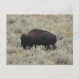Cartão Postal Buffalo, Grazing, Yellowstone, Fotografia