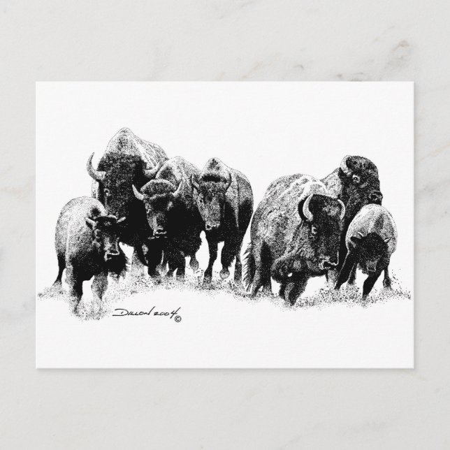 Cartão Postal Buffalo Herd (Frente)