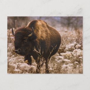 CARTÃO POSTAL BUFFALO - MINNEOPA STATE PARK - MINNESOTA EUA