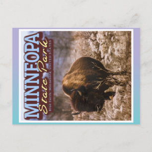 CARTÃO POSTAL BUFFALO - MINNEOPA STATE PARK - MINNESOTA EUA