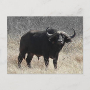 Cartão Postal Buffalo Na África Do Sul