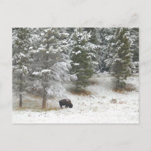 Cartão Postal Buffalo No Parque Nacional De Yellowstone
