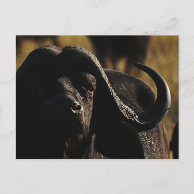 Cartão Postal Buffalo - safari - cinco animais grandes (Frente)