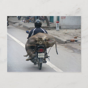 Cartão Postal Buffalo sobre Motobike-Vietnam