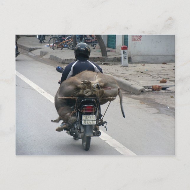 Cartão Postal Buffalo sobre Motobike-Vietnam (Frente)